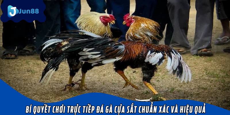 Bí quyết chơi trực tiếp đá gà cựa sắt chuẩn xác và hiệu quả