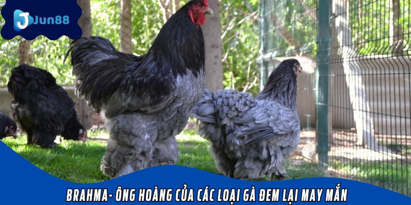 Brahma- ông hoàng của các loại gà đem lại may mắn