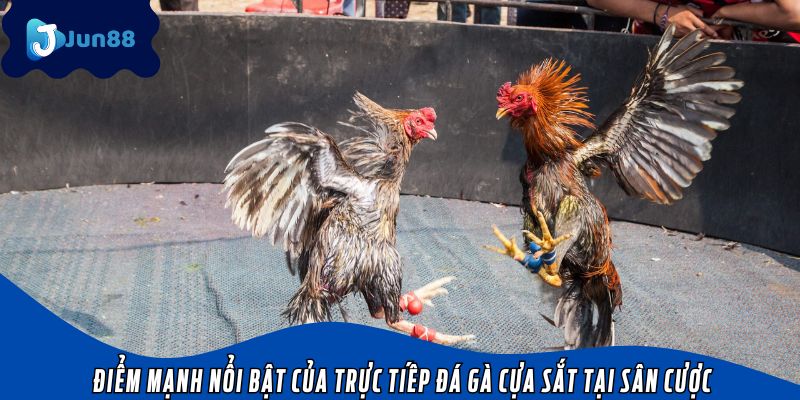 Điểm mạnh nổi bật của trực tiếp đá gà cựa sắt tại sân cược
