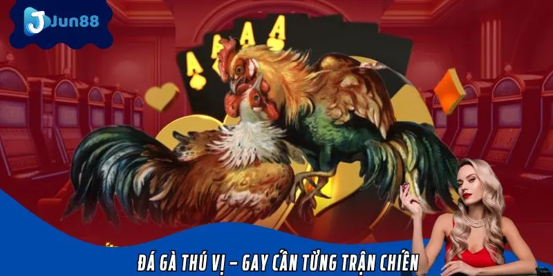 Sân chơi đá gà cực đã mắt