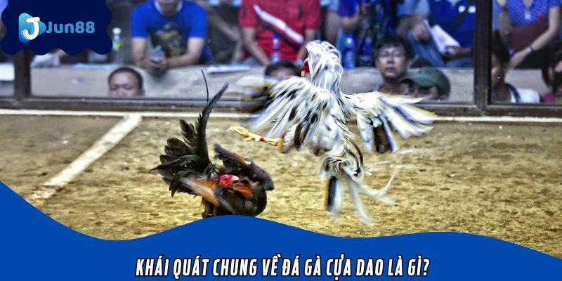 Khái quát chung về đá gà cựa dao là gì?