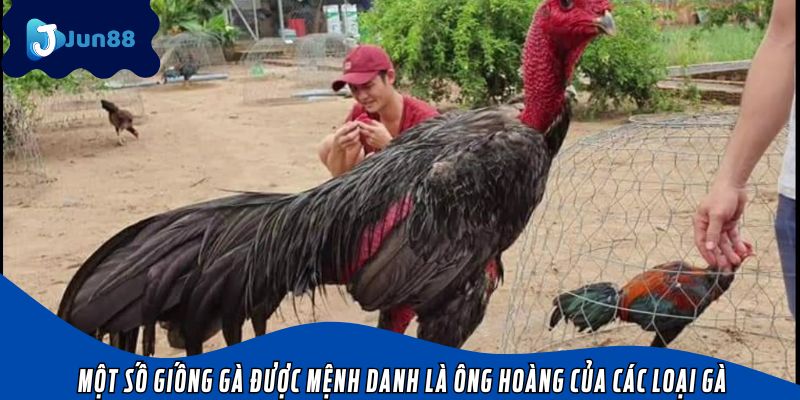 Một số giống gà được mệnh danh là ông hoàng của các loại gà