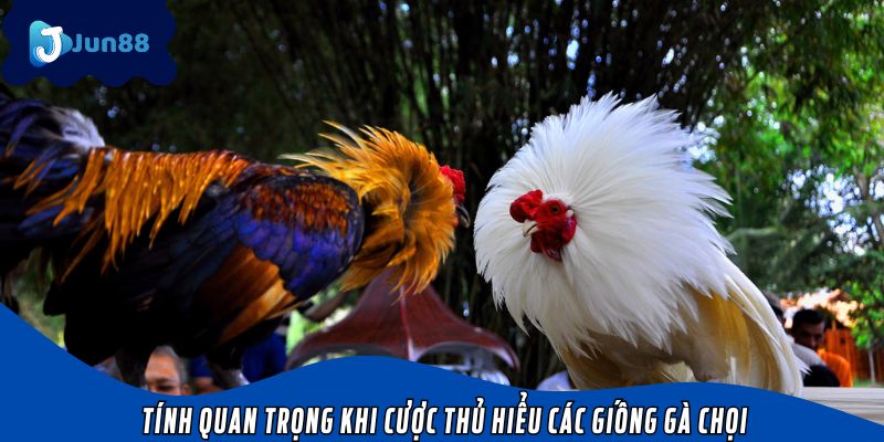 Tính quan trọng khi cược thủ hiểu các giống gà chọi