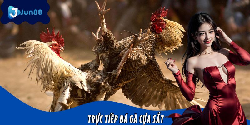 Trực Tiếp Đá Gà Cựa Sắt Jun88 – Đấu Trường Gay Cấn Nhất