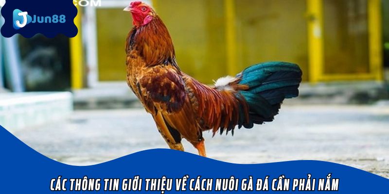 Các thông tin giới thiệu về cách nuôi gà đá cần phải nắm
