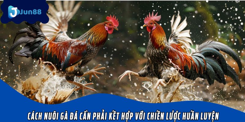 Cách nuôi gà đá cần phải kết hợp với chiến lược huấn luyện