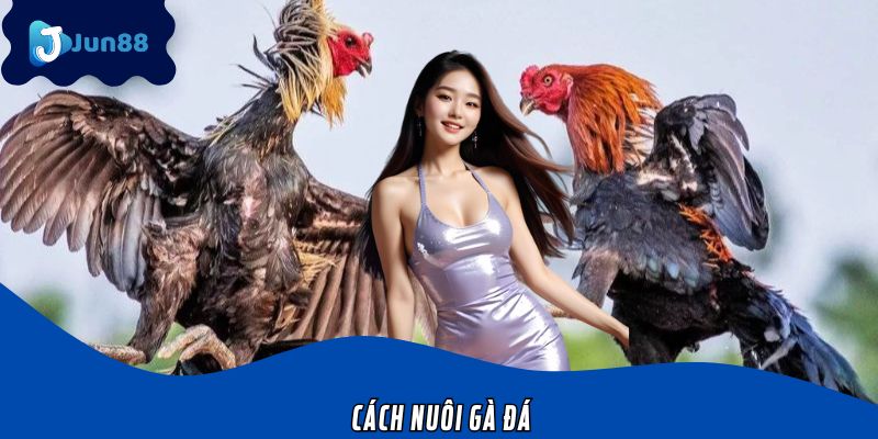 Cách Nuôi Gà Đá Từ A-Z Với Những Mẹo Và Kỹ Thuật Từ Jun88
