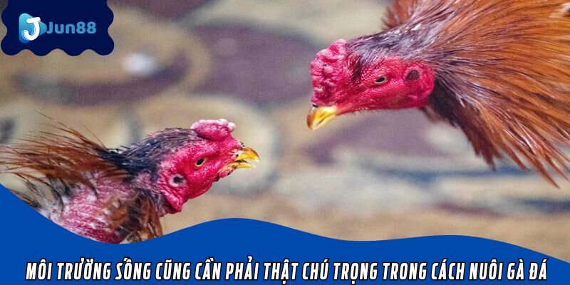 Môi trường sống cũng cần phải thật chú trọng trong cách nuôi gà đá